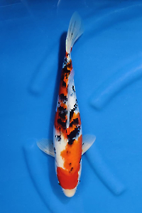 OCS-202509-05-SANKE-39CM-F-GENJIRO