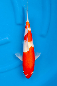 OCS-202509-06-KOHAKU-35CM-M-GENJIRO