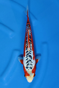 OCS-202509-07-SHUSUI-35CM-M-YAMAJU