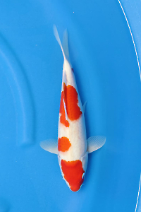 OCS-202509-08-KOHAKU-35CM-F-GENJIRO