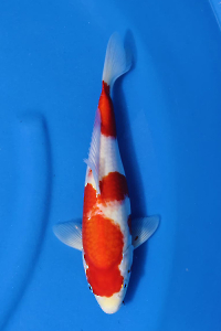 OCS-202509-10-KOHAKU-34CM-F-GENJIRO