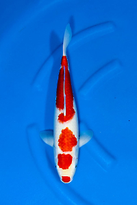 OCS-202510-11-KOHAKU-44CM-MALE-GENJIRO