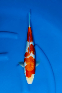 OCS-202510-16-GINRIN-KOHAKU-39CM-MALE-GENJIRO