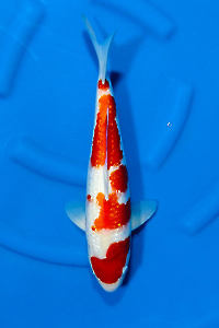 OCS-202510-18-GINRIN-KOHAKU-44CM-MALE-GENJIRO