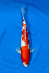 OCS-202510-20-KOHAKU-41CM-MALE-GENJIRO