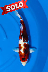 OCS-202511-21-KOROMO-50CM-FEMALE-OGATA