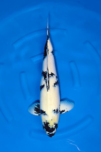 OCS-202511-23-SHIROUTSURI-60CM-FEMALE-OKAWA