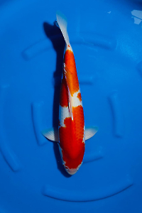 OCS-202511-26-KOHAKU-54CM-MALE-GENJIRO