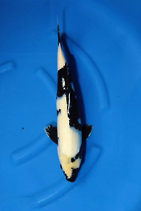 OCS-202511-27-SHIROUTSURI-49CM-MALE-OKAWA