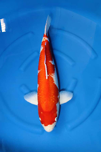 OCS-202511-28-GINRIN-KOHAKU-62CM-FEMALE-OGATA