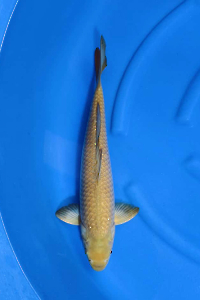 OCS-202511-29-CHAGOI-48CM-FEMALE-OGATA