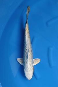 OCS-202511-30-MUKASHI-52CM-MALE-GENJIRO