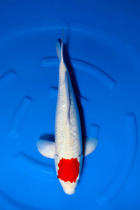 OCS-202512-36-GINRIN-TANCO-KOHAKU-57CM-MALE-OGATA
