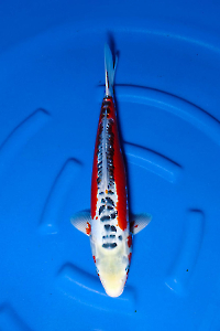 OCS-202512-37-SHUSUI-49CM-MALE-YAMAJU