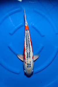 OCS-202512-39-SHUSUI-56CM-MALE-YAMAJU