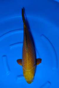 OCS-202512-40-CHAGOI-61CM-FEMALE-OGATA