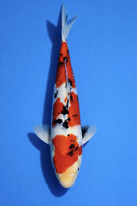 OCS-202601-41-SANKE-41CM-MALE-GENJIRO