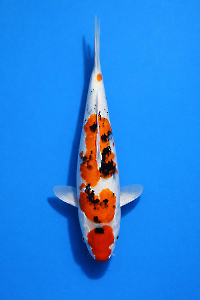 OCS-202601-42-SANKE-44CM-MALE-GENJIRO