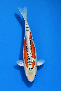 OCS-202601-43-SHUSUI-41CM-MALE-YAMAJU