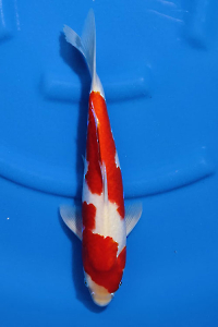 OCS-202601-45-KOHAKU-39CM-MALE-GENJIRO