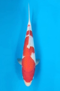 L-4303-03-KOHAKU-41CM-MALE-FARM-OGATA