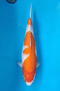 L-4306-06-KOHAKU-50CM-FEMALE-FARM-GENJIRO