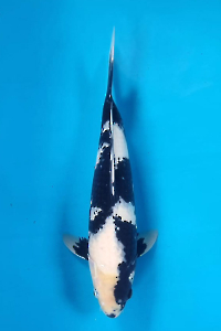 OSKS-202510-02-SHIRO-44CM-MALE-FARM-OGATA