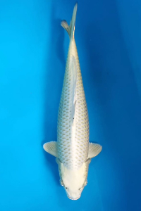 OSKS-202510-03-MUKASIOGON-49CM-FEMALE-FARM-OKAWA
