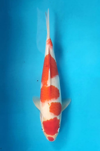 OSKS-202510-04-KOHAKU-42CM-MALE-FARM-OGATA