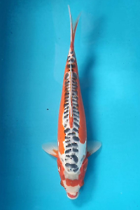 OSKS-202510-07-SHUSUI-43CM-MALE-FARM-YAMAJU