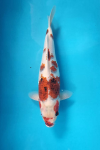 OSKS-202510-09-GOROMO-40CM-FEMALE-FARM-OKAWA