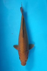 OSKS-202510-10-CAGOI-40CM-FEMALE-FARM-OKAWA