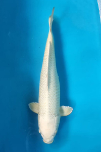 OSKS-202511-14-MUKASI-OGON-54CM-FEMALE-FARM-OKAWA