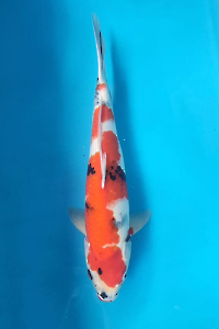 OSKS-202511-15-SHOWA-49CM-FEMALE-FARM-GENJIRO