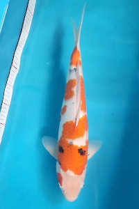 OSKS-202511-16-SANKE-51CM-FEMALE-FARM-OKAWA