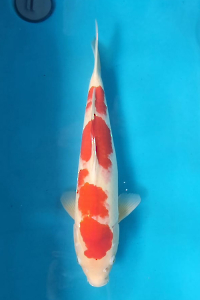 OSKS-202511-17-KOHAKU-51CM-FEMALE-FARM-OGATA