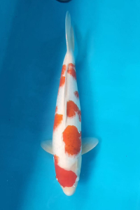 OSKS-202511-18-KOROMO-50CM-FEMALE-FARM-OKAWA