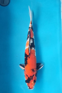 OSKS-202511-19-SHOWA-48CM-MALE-FARM-GENJIRO