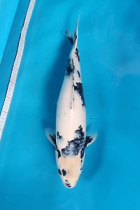 OSKS-202511-20-SHIRO-59CM-FEMALE-FARM-OKAWA