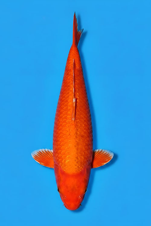 CAR-202608-229-ORANGGI-64CM-FEMALE-OGATAFARM