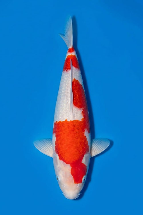 CAR-202608-226-KOHAKU-48CM-MALE-DAINICHI FARM