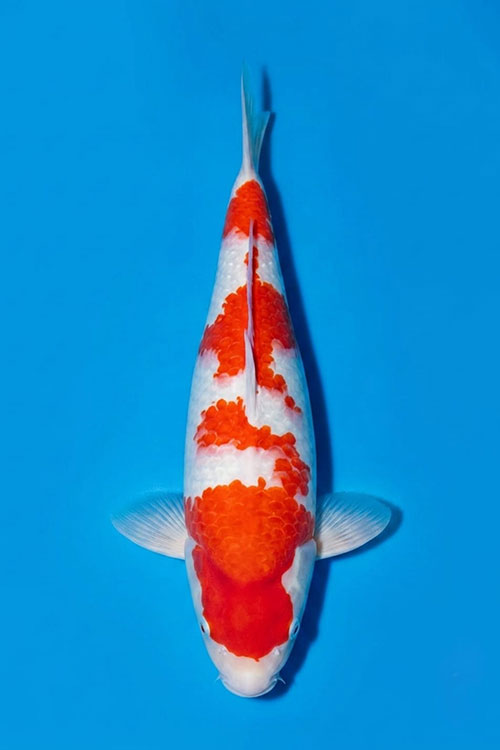 CAR-202607-218-KOHAKU-54CM-FEMALE-DAINICHI-FARM