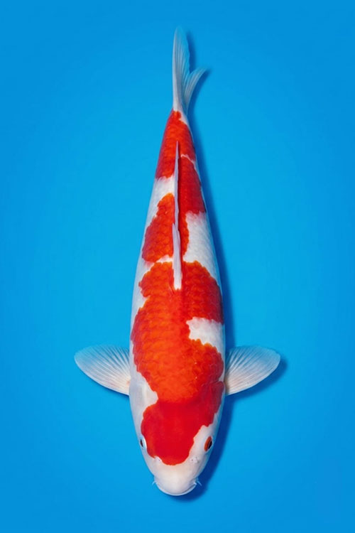 CAR-202606-212-KOHAKU-50CM-MALE-OGATAFARM
