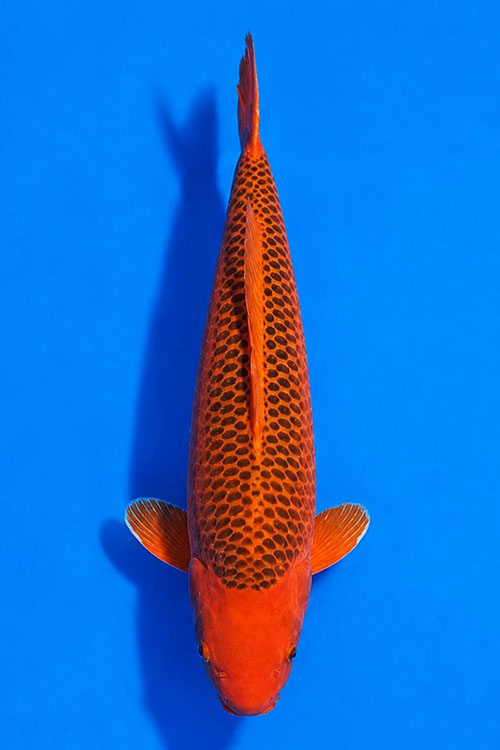 CAR-202608-227-AKAMATSUBA-68CM-FEMALE-VIETNAM