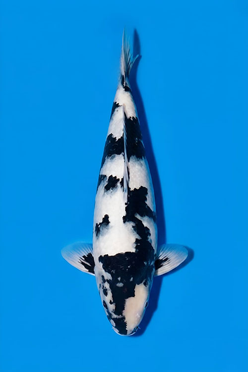 CAR-202605-193-SHIRO-53CM-FEMALE-OGATAFARM