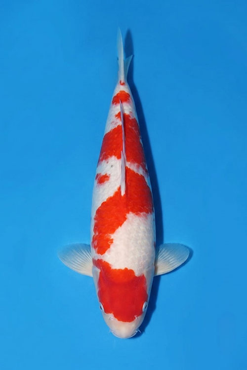 CAR-202607-223-KOHAKU-63CM-FEMALE-MOMOTARO-FARM