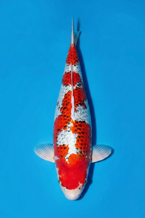 CAR-202607-222-KUJAKU-65CM-FEMALE-OGATAFARM