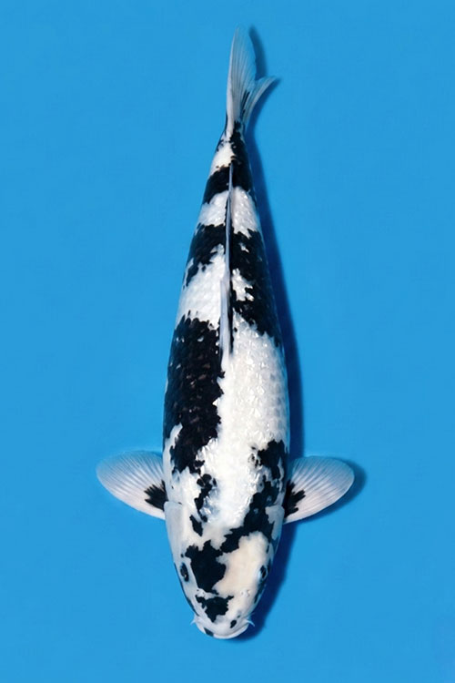 CAR-202605-198-GINRINSHIRO-52CM-MALE-OGATAFARM