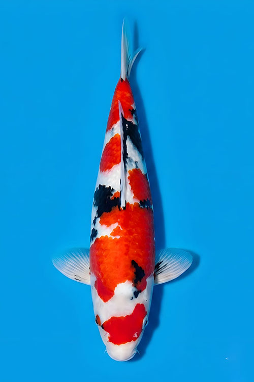 CAR-202606-215-SHOWA-54CM-MALE-OGATAFARM