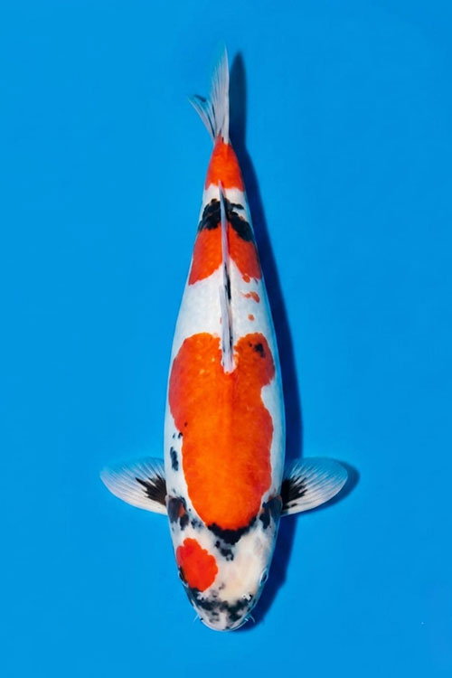 CAR-202607-216-D-SHOWA-49CM-FEMALE-OGATAFARM